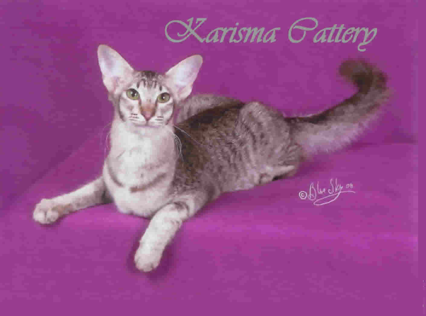 Chatterie Karisma Cattery